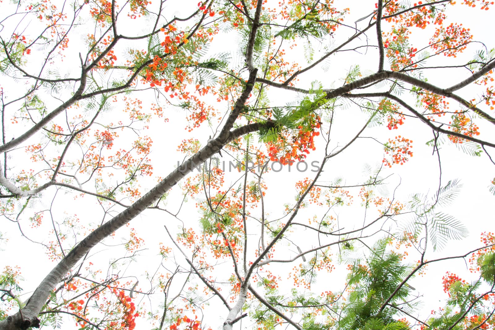 Very beautiful spring tree