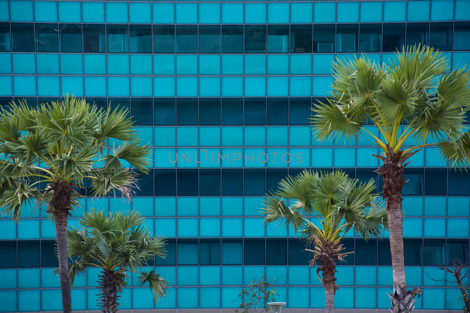 glass facade of the building and tree