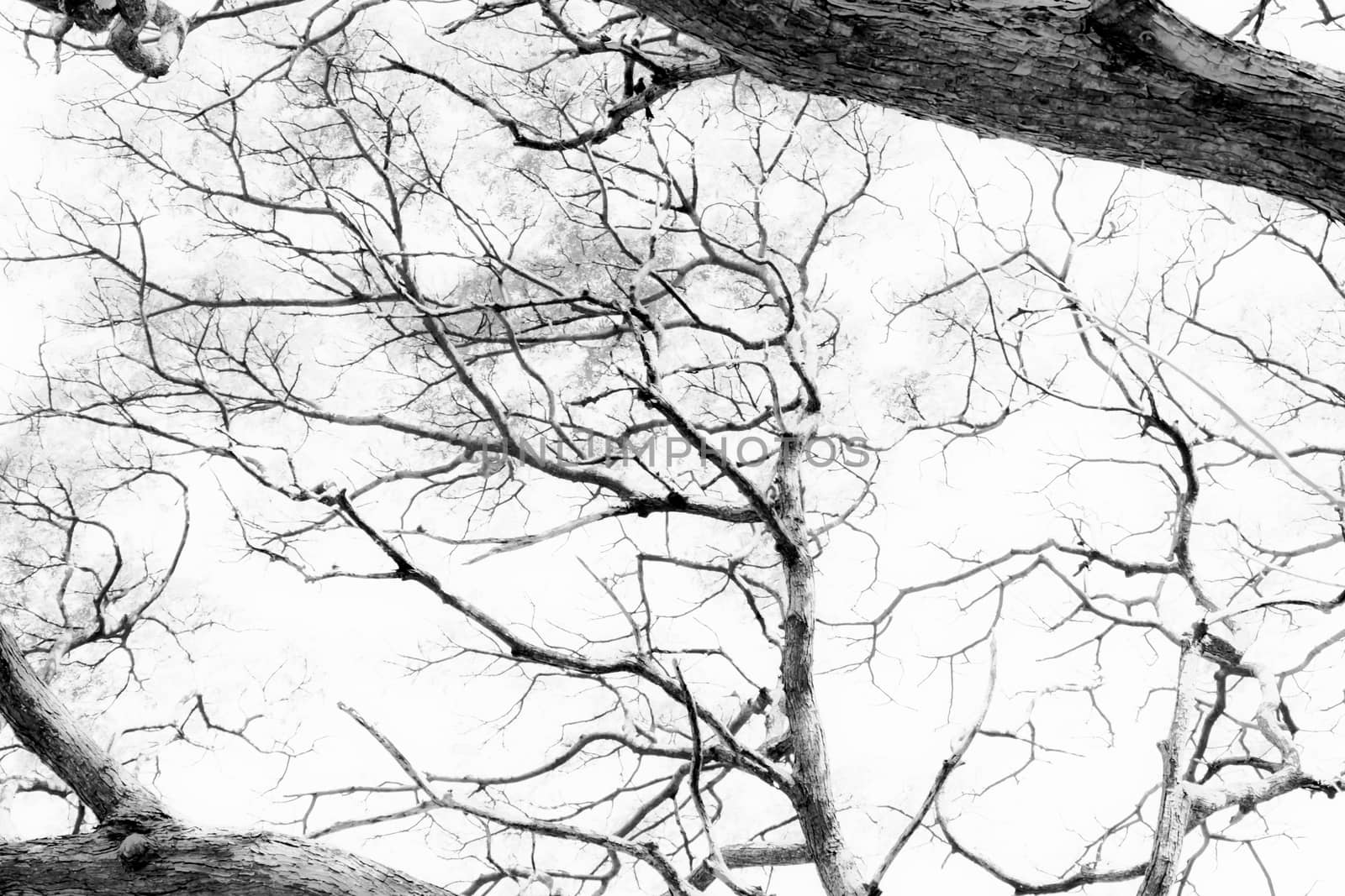 Branching off. Organic White Background