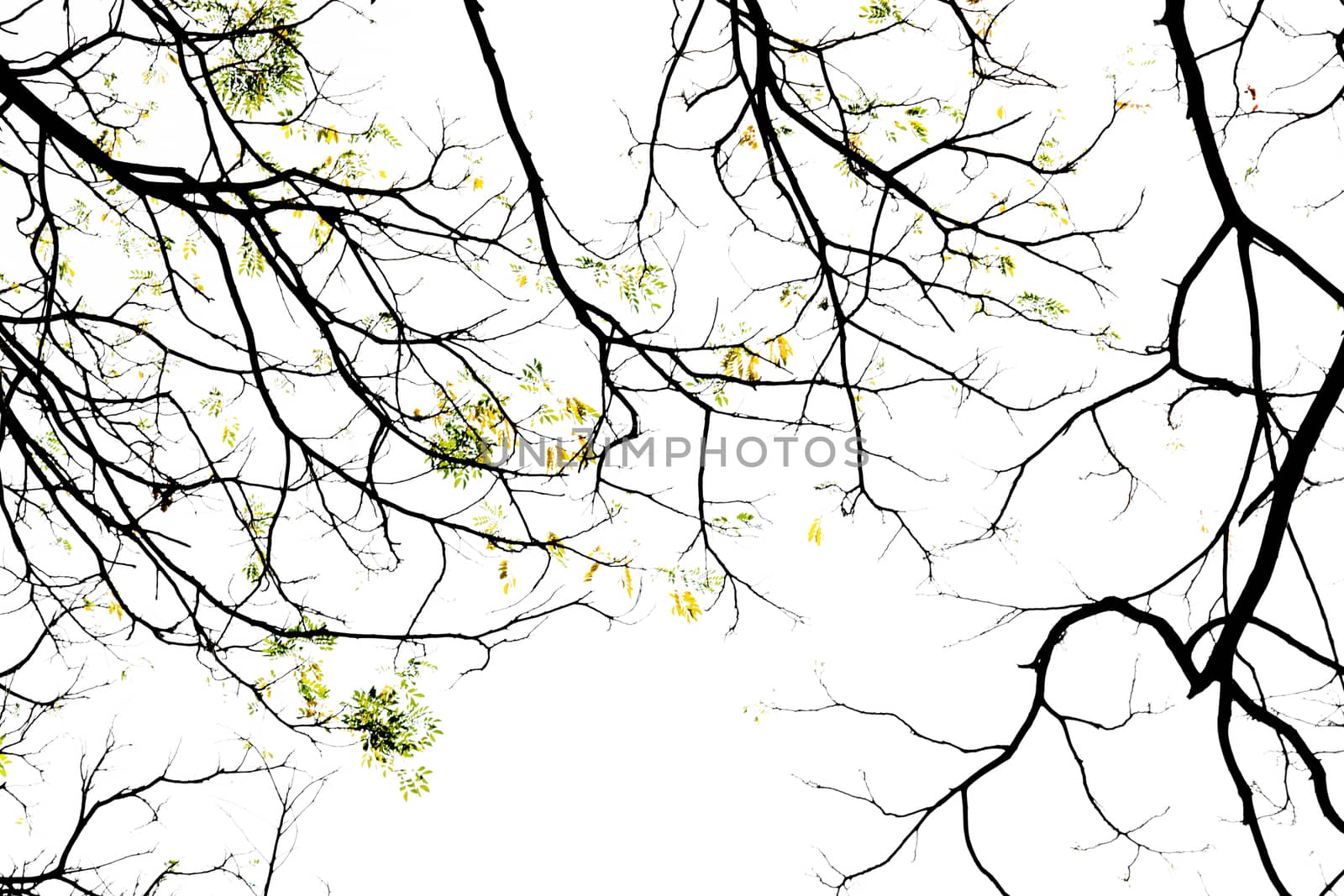 Branching off. Organic White Background