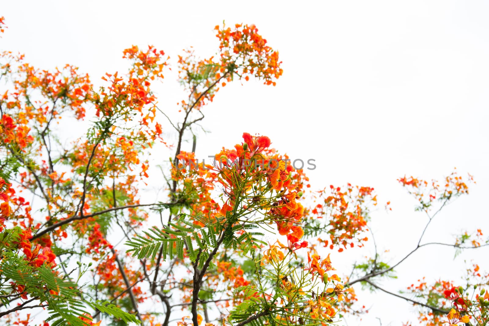 Very beautiful spring tree