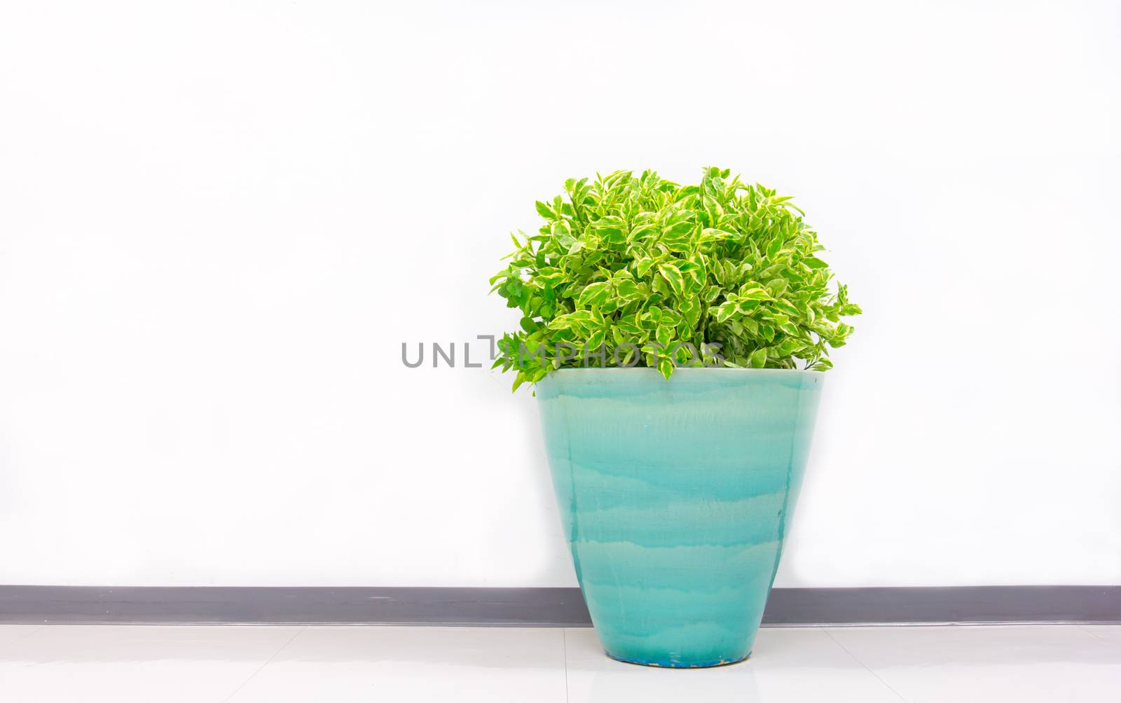 plant decoration in office building