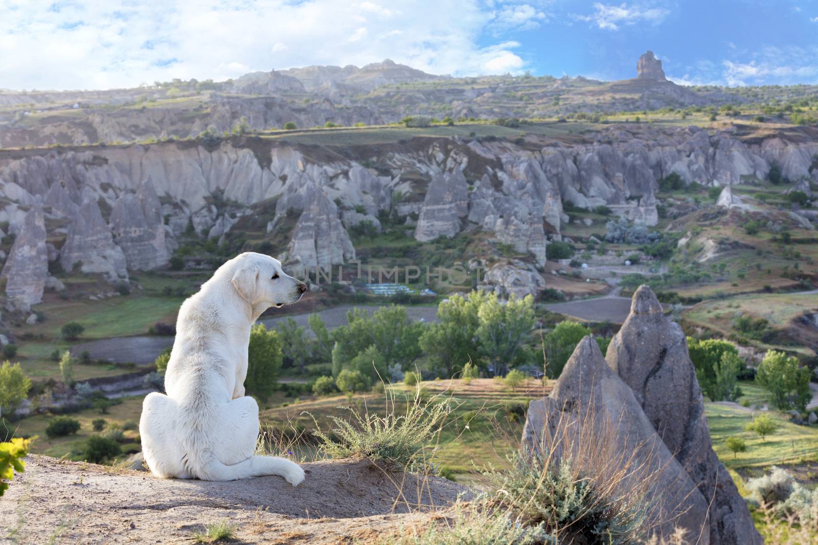 The white dog sits and examines the mountain landscape of Cappadocia in the early morning