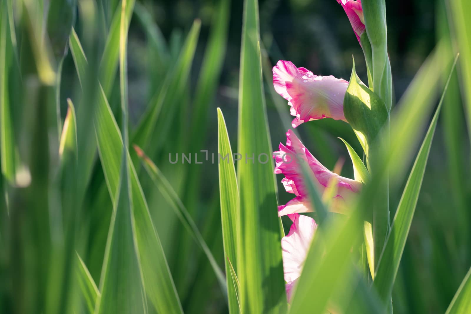 Delicate light purple gladioli in the rays of soft soft sunlight bloom in the garden against the background of bright green leaves.