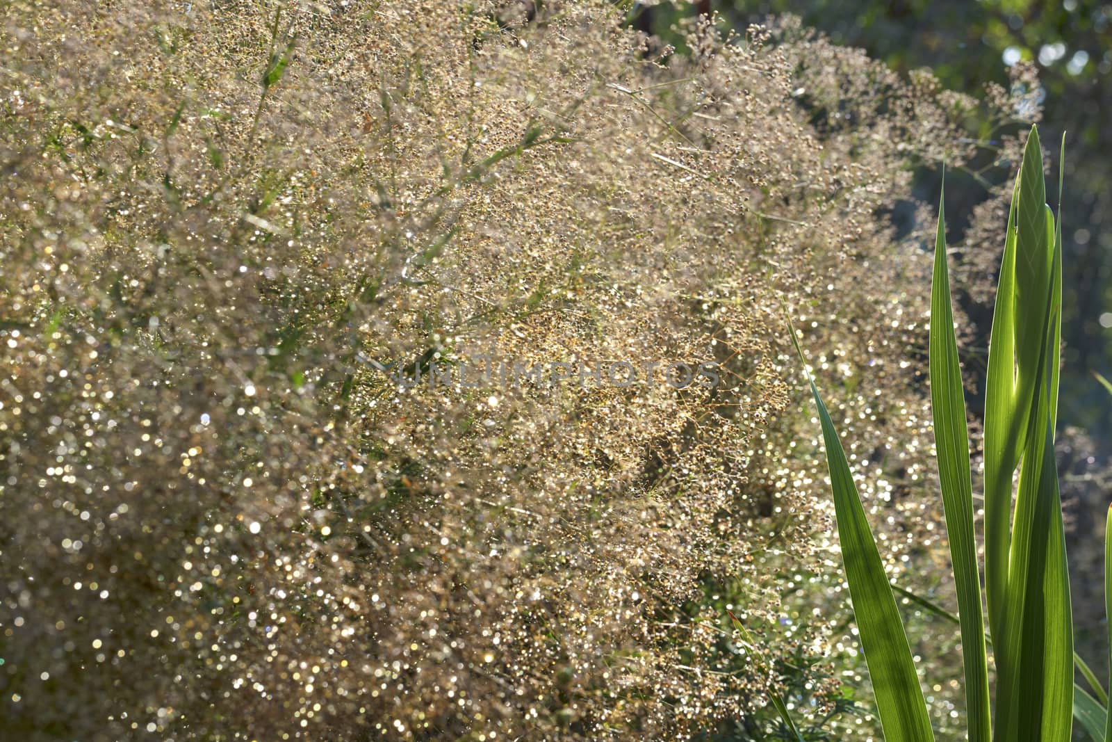 Leaf and bud of young gladiolus in the control of sunlight against the background of a blossoming lush white snowy blossom