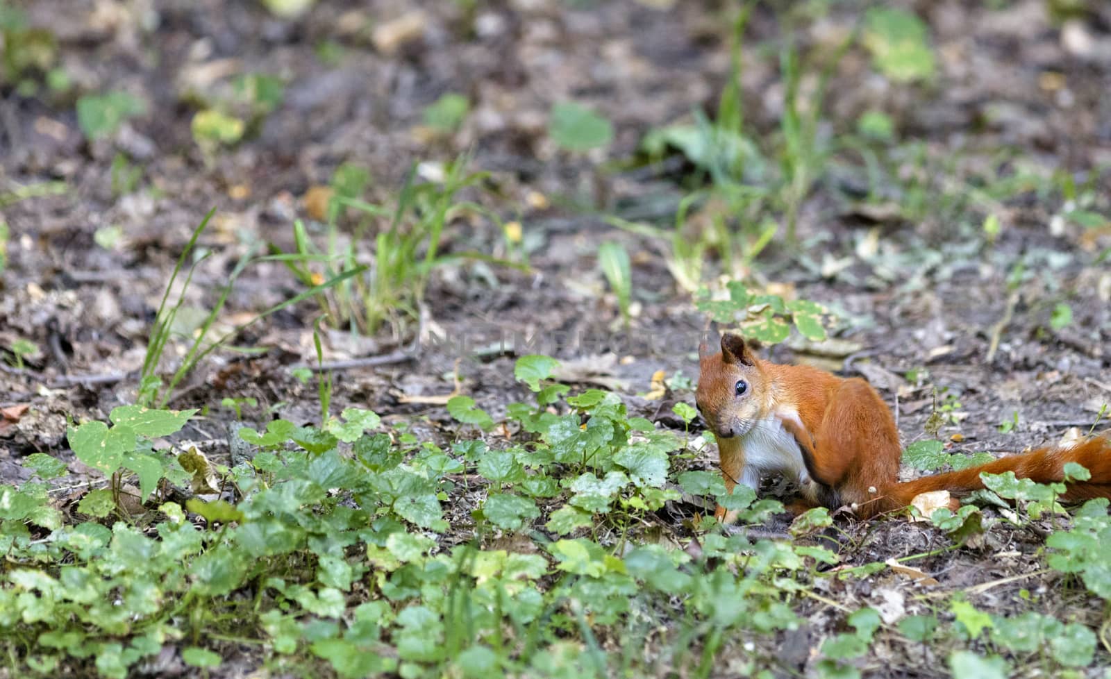 A small squirrel sits and cleans the fur among the green shoots of grass in the autumn park
