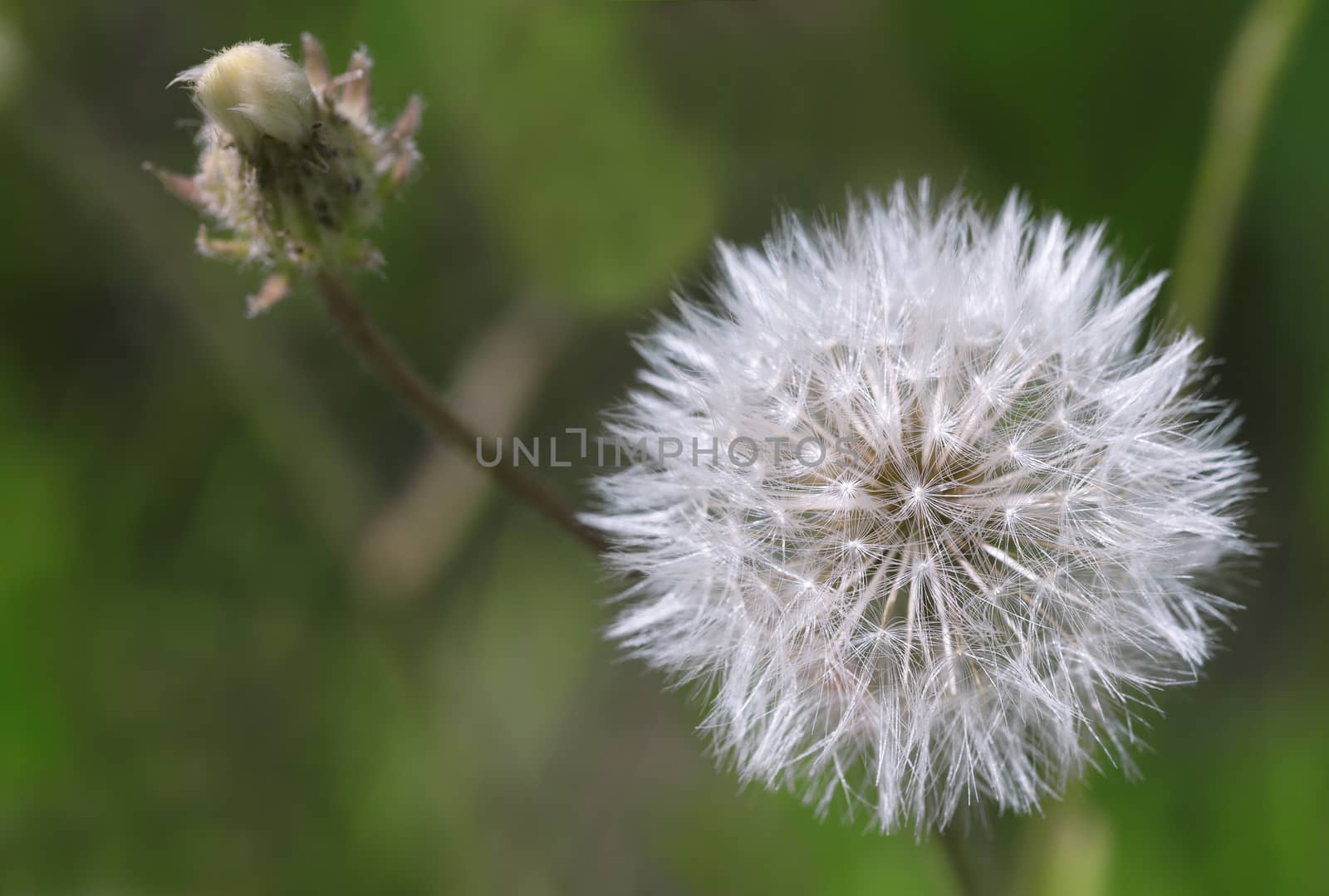 White, round and fluffy dandelion on a dark green blurred background, close-up photograph