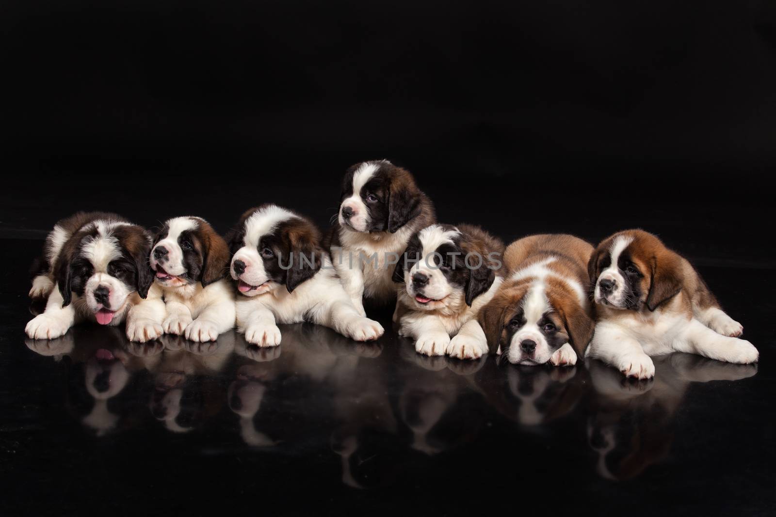 St. Bernard Puppies by Fotoskat