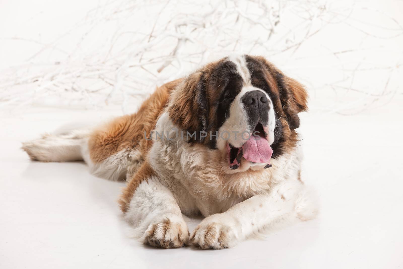 Big st. bernard lying on a white studio background