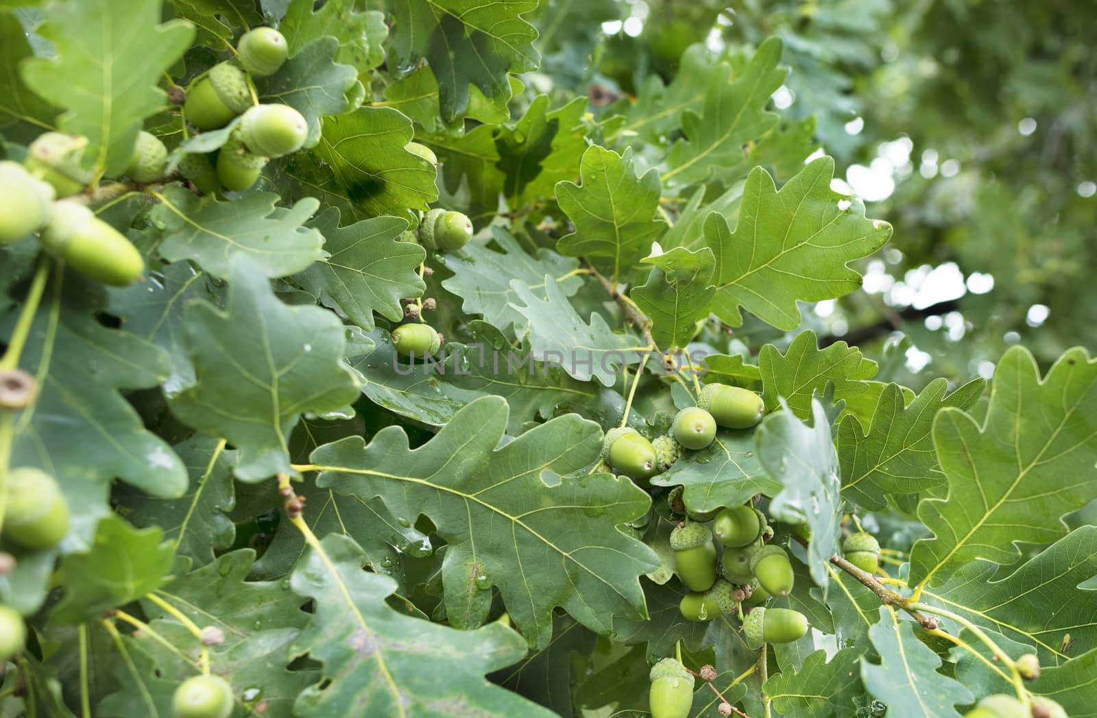 Fresh textured green young acorns on a branch against a background of juicy green oak leaves after rain