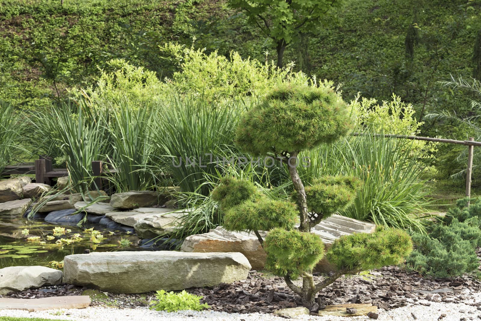 Beautiful garden, bonsai trees, pine trees in a traditional Japanese stone garden