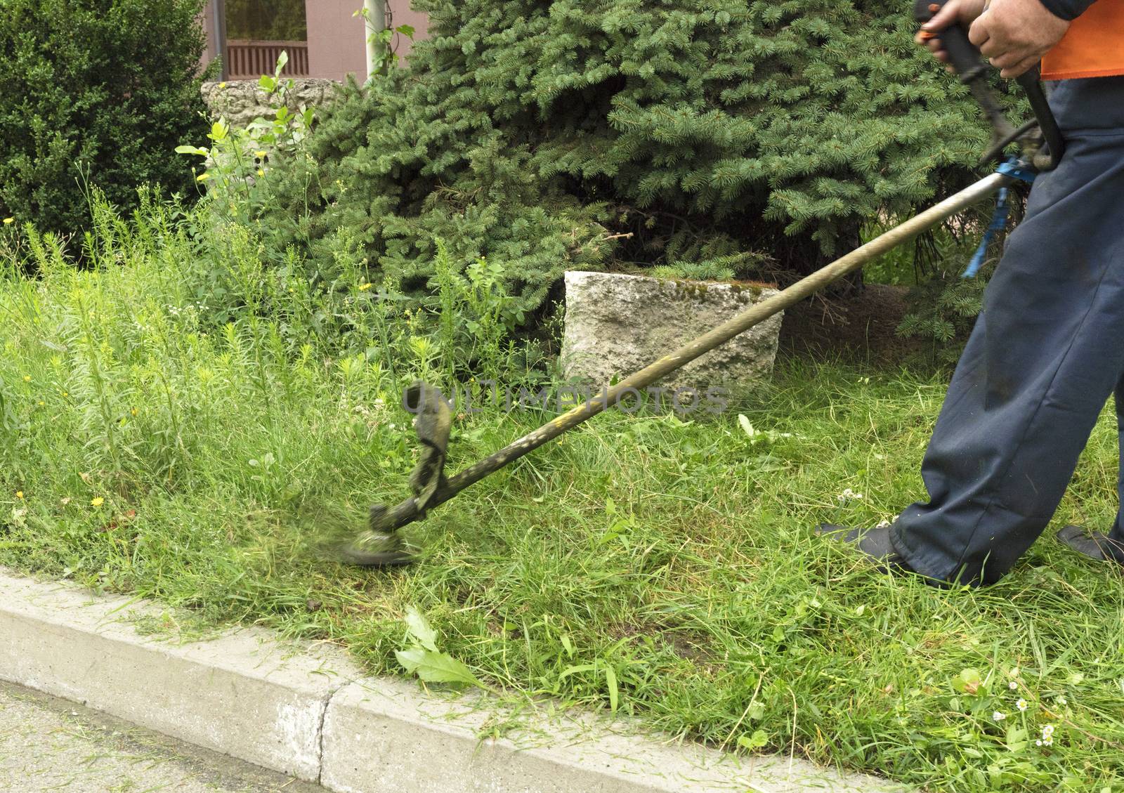 Worker with a gasoline trimming grass cares for an urban lawn near the sidewalk