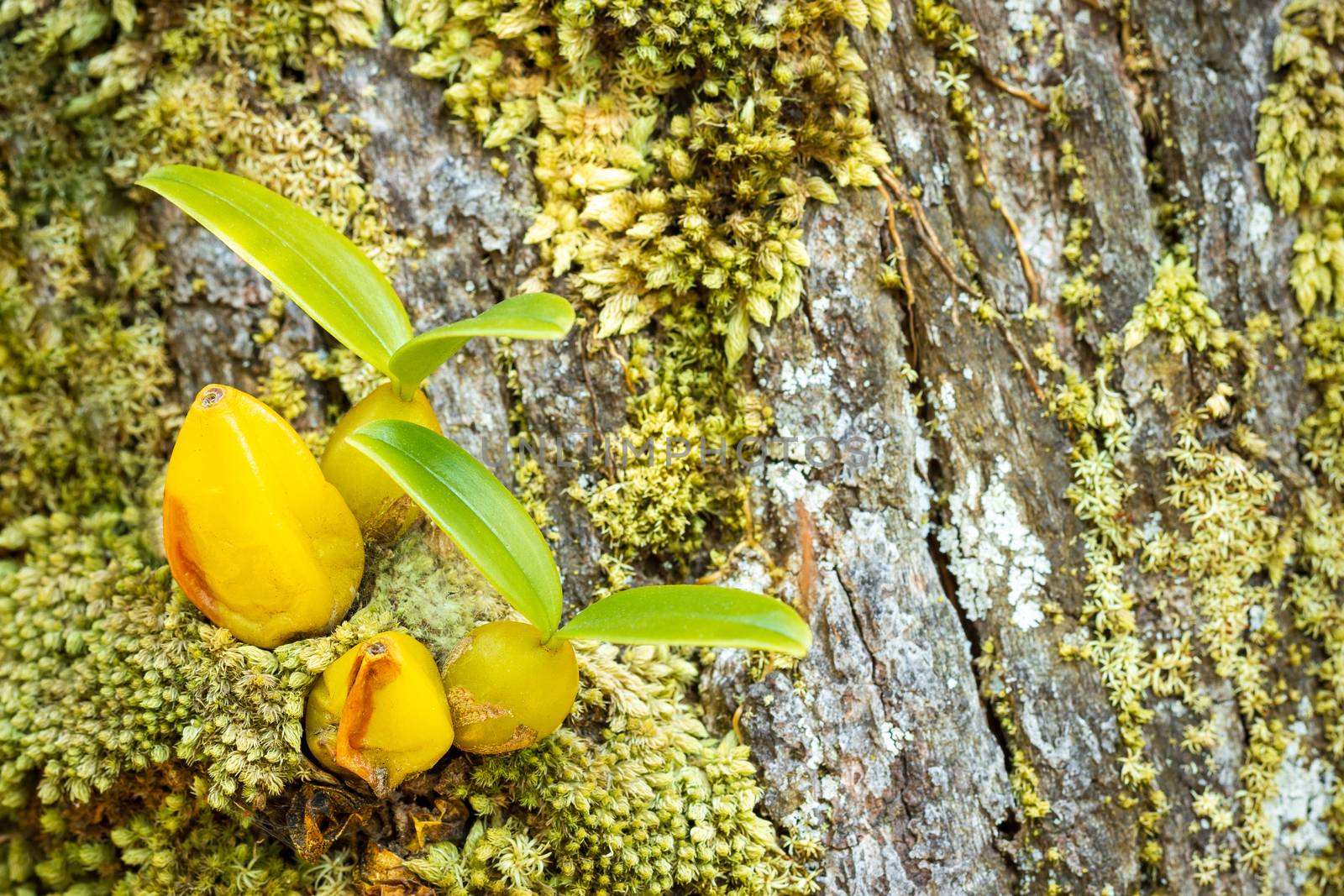 Orchid and moss on the tree in tropical forest. Closeup and copy space.