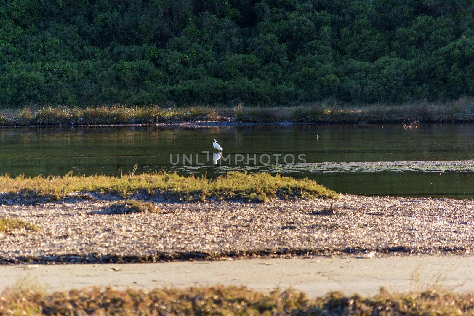 Heron at the famous wetland at Vravrona with rare birds, Attica, Mesogeia, Greece. Egretta alba.