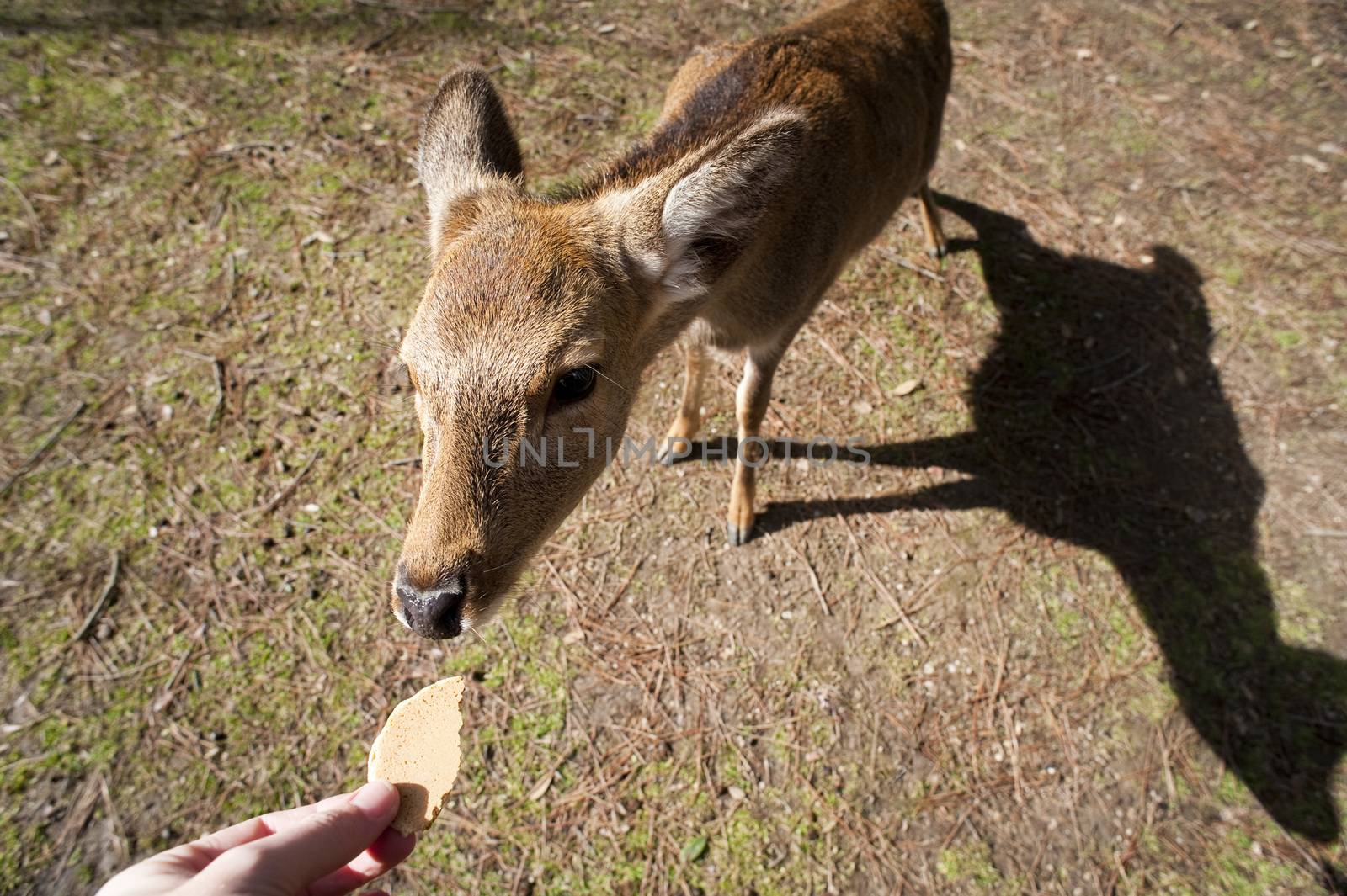 Man feeding a sacred nara deer in Nara, Japan by stockarch