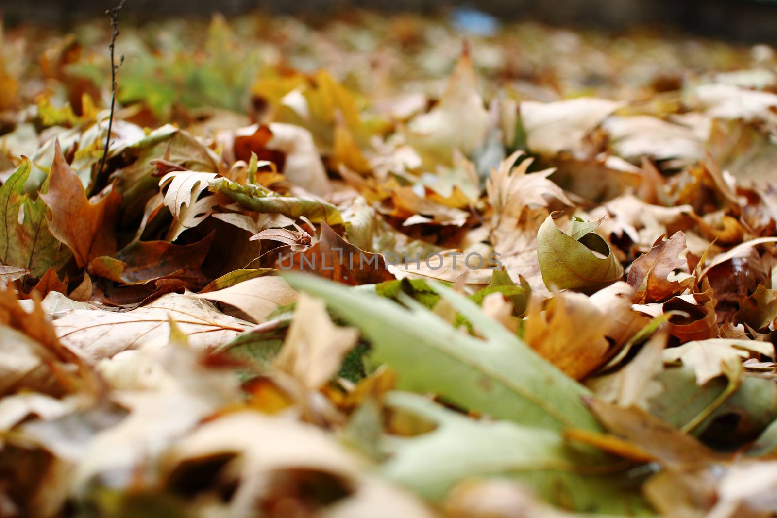 autumn oak leaf on the ground