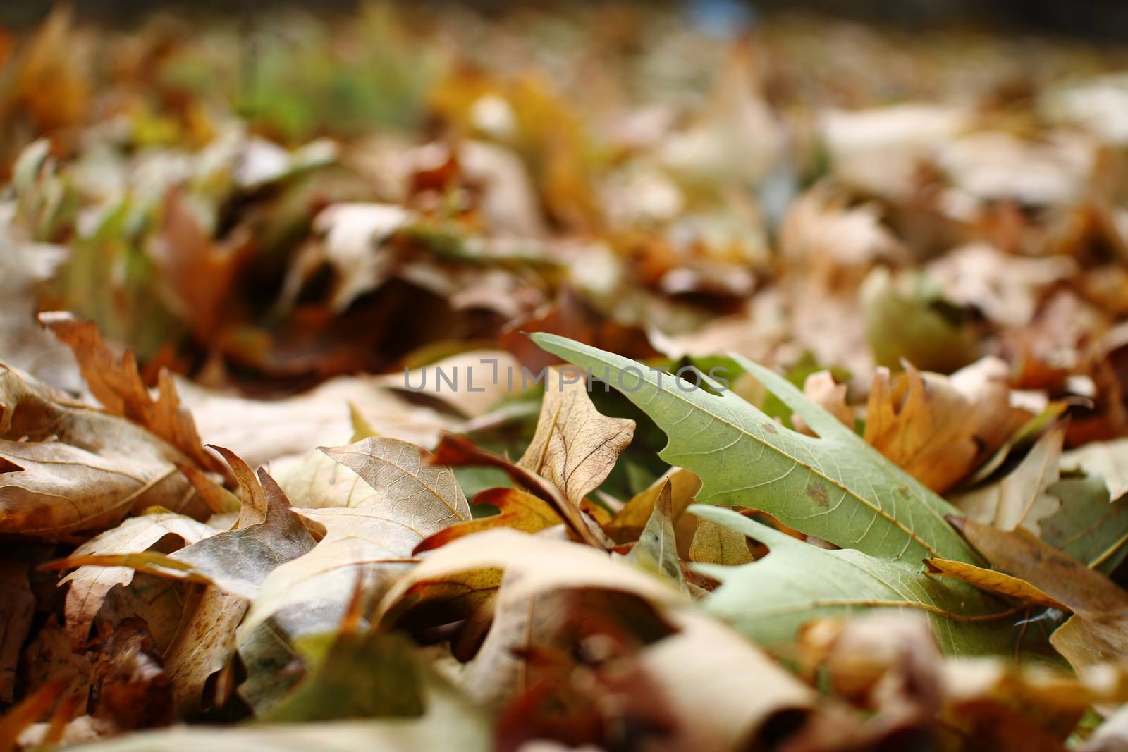 autumn oak leaf by alex_nako