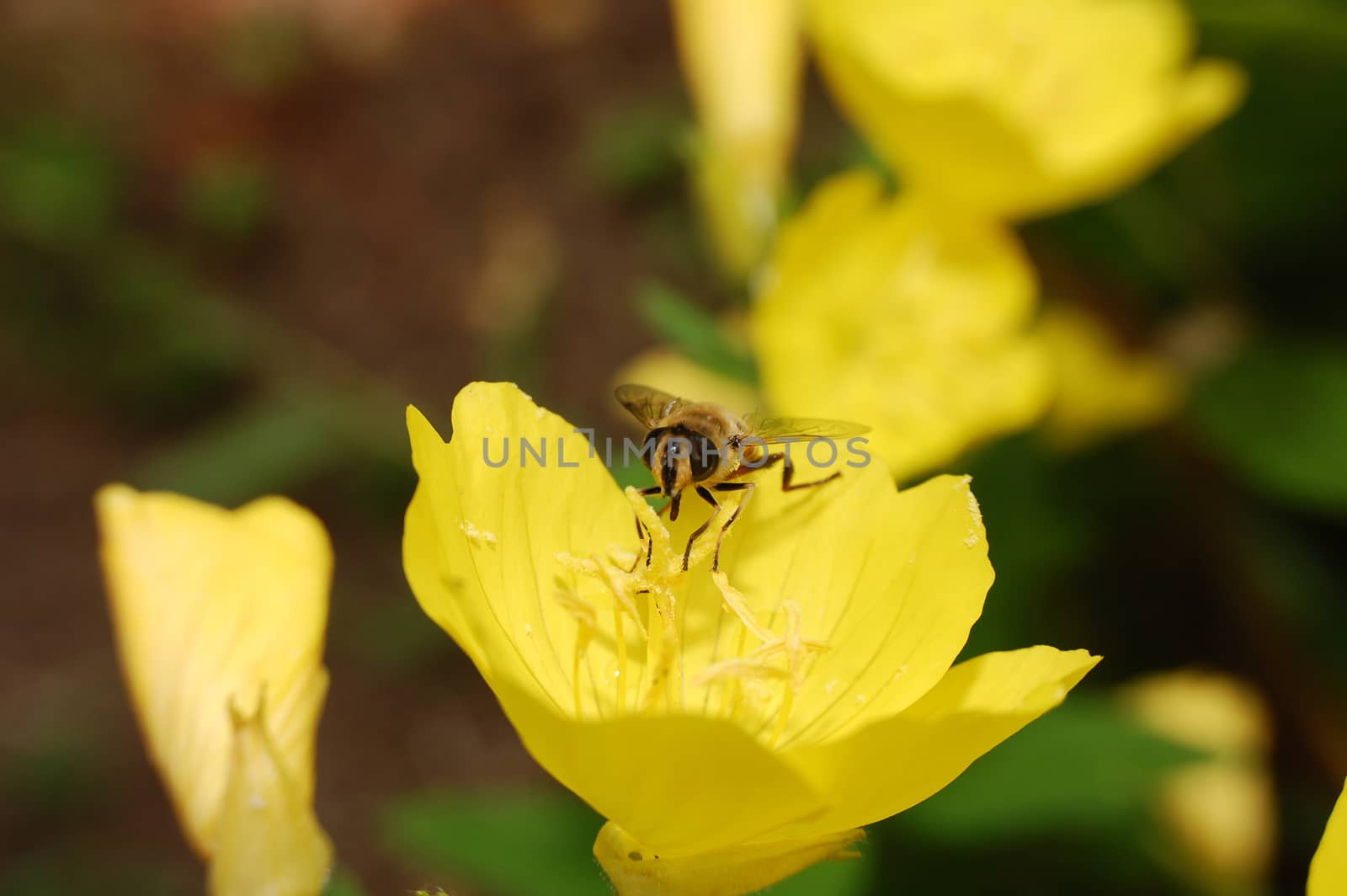 bee on yellow flower, close up