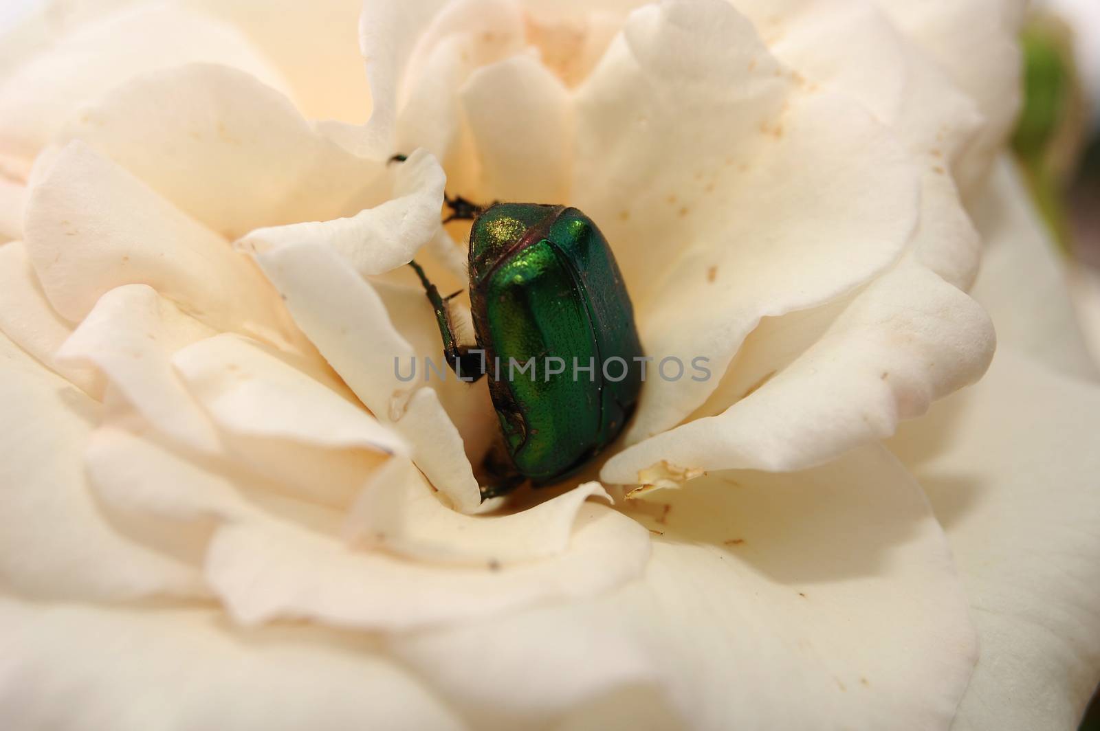 bug in rose by alex_nako