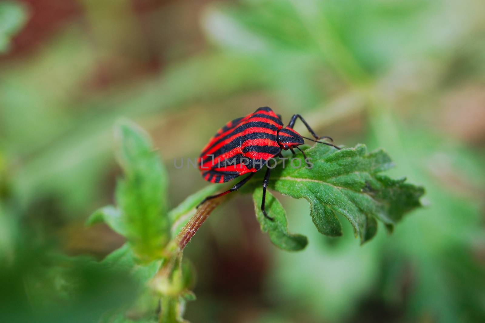 small red black bug, close up