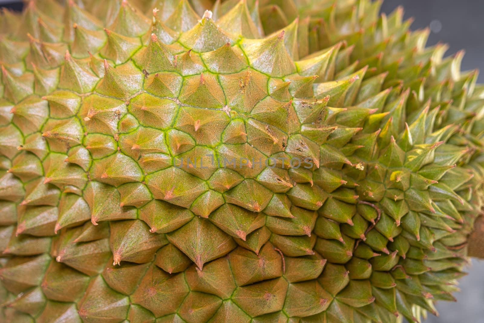 Close up thorn of Durian the famous fruit from Thailand, it also known as The King of Fruits. by peerapixs