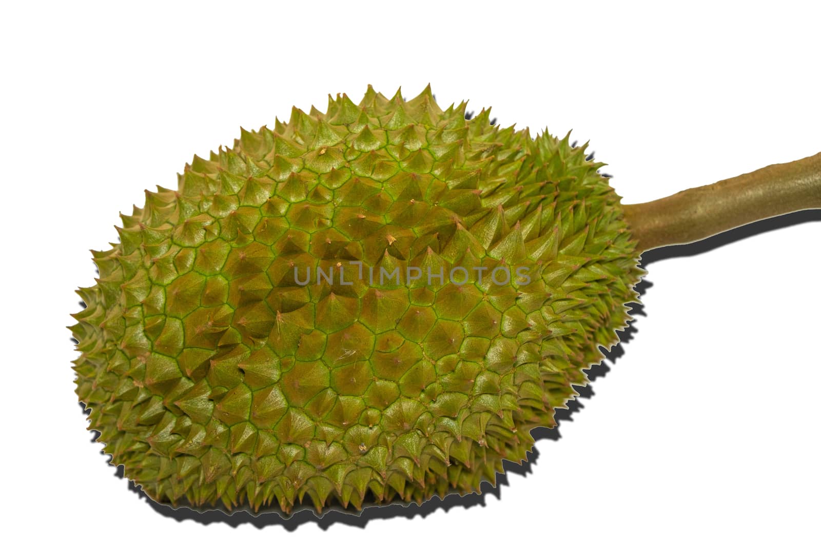 The Durian the famous fruit from Thailand, it also known as The King of Fruits on white background.