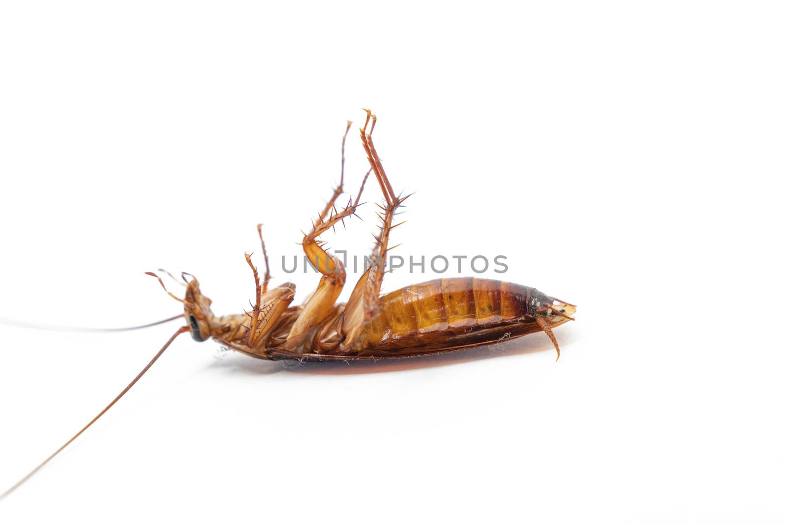 Dead cockroach on white background, Concept the problem in the house because of cockroaches living in the kitchen and pest control, using poisonous spray to kill cockroach at home, Top view by peerapixs