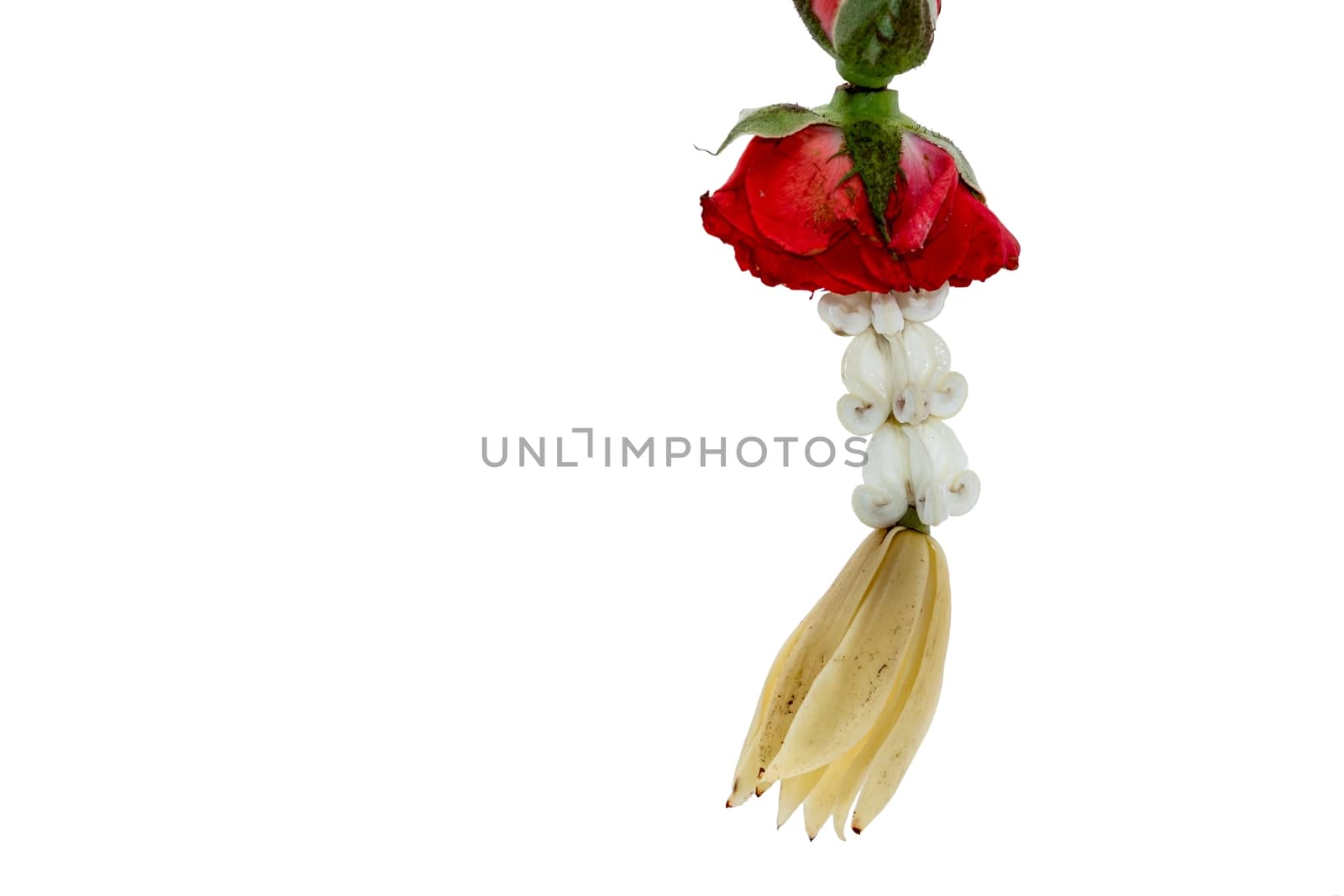 The colorful Thai garland flower from red roses,White Champaka,Dahlia and Jasmine flowers on white background and space for put the text