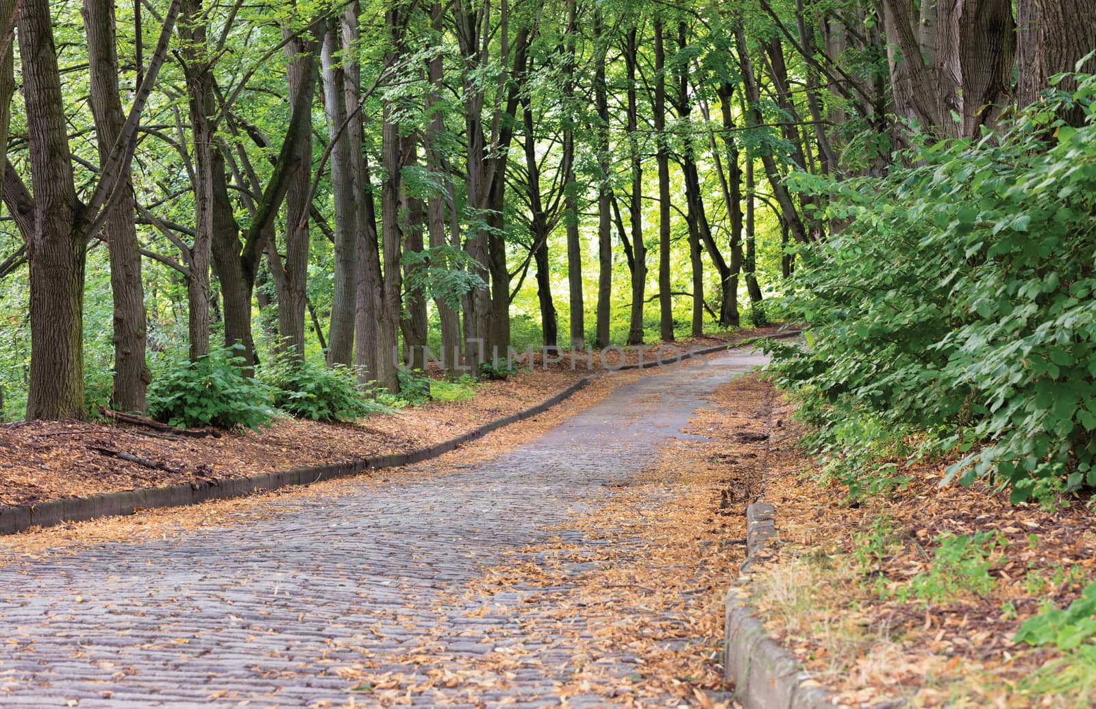 The road cobbled of paving with fallen leaves leaves into the distance in the summer old park of the city