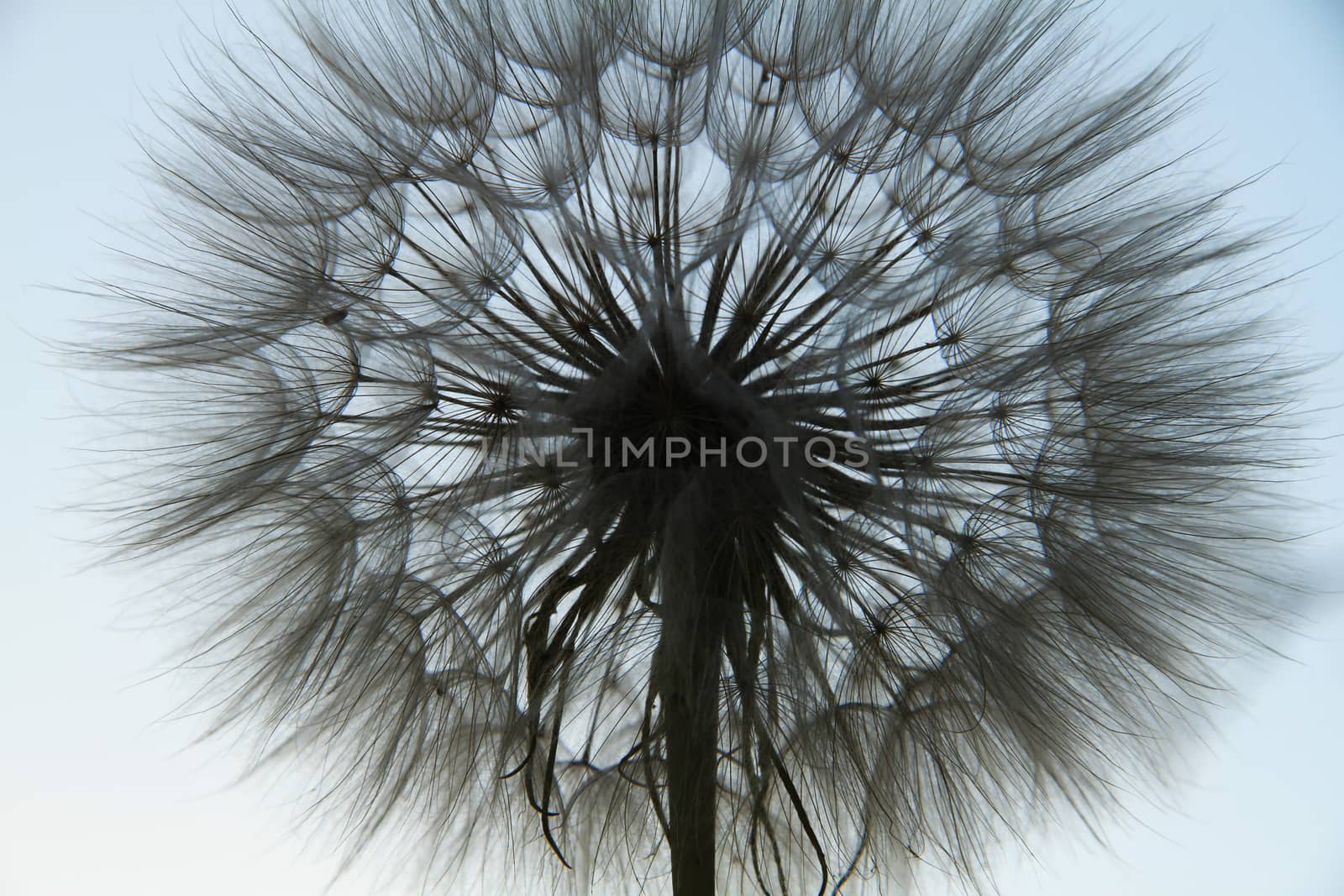 dandelion seed macro close up