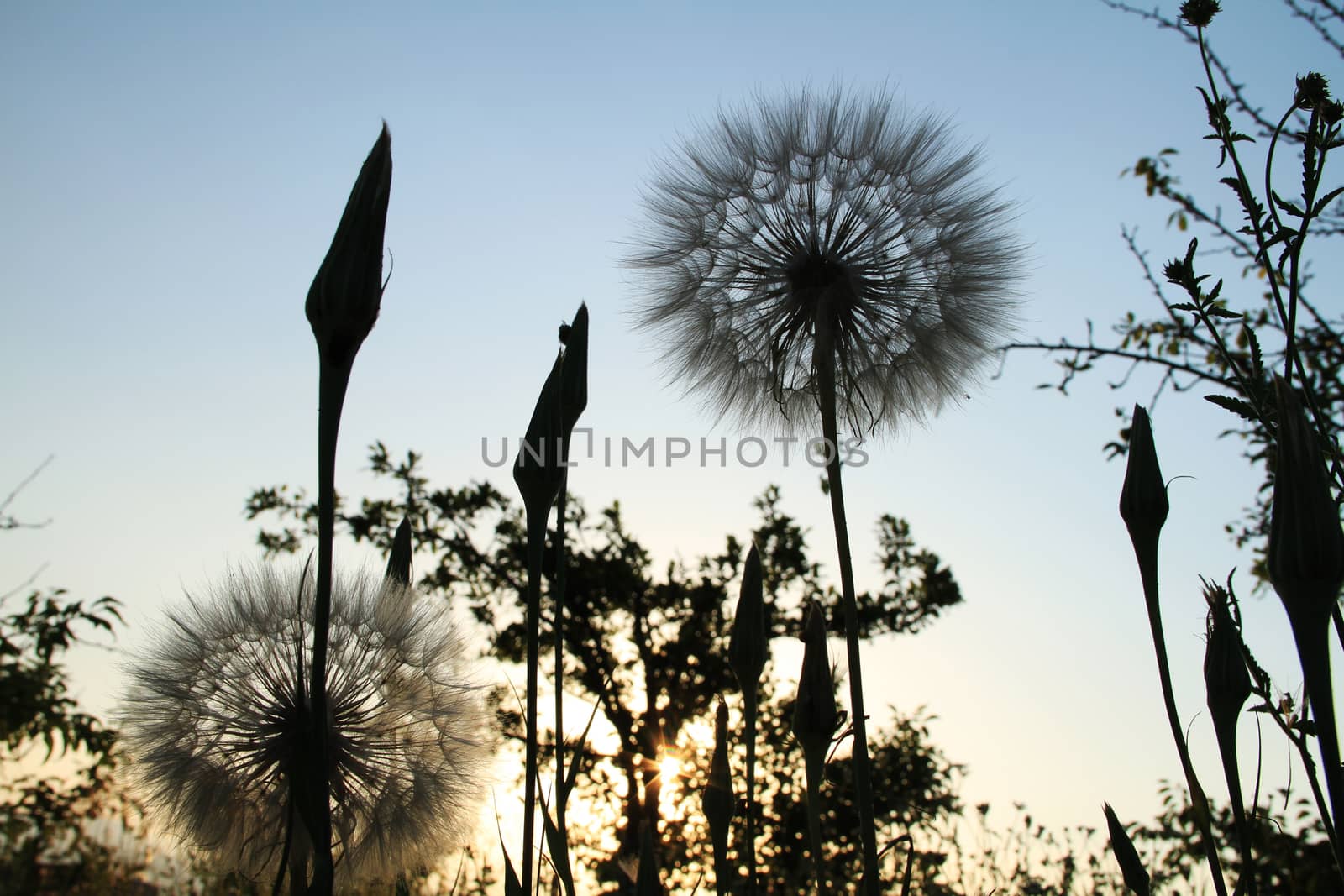 dandelion seed ball in ground sunset