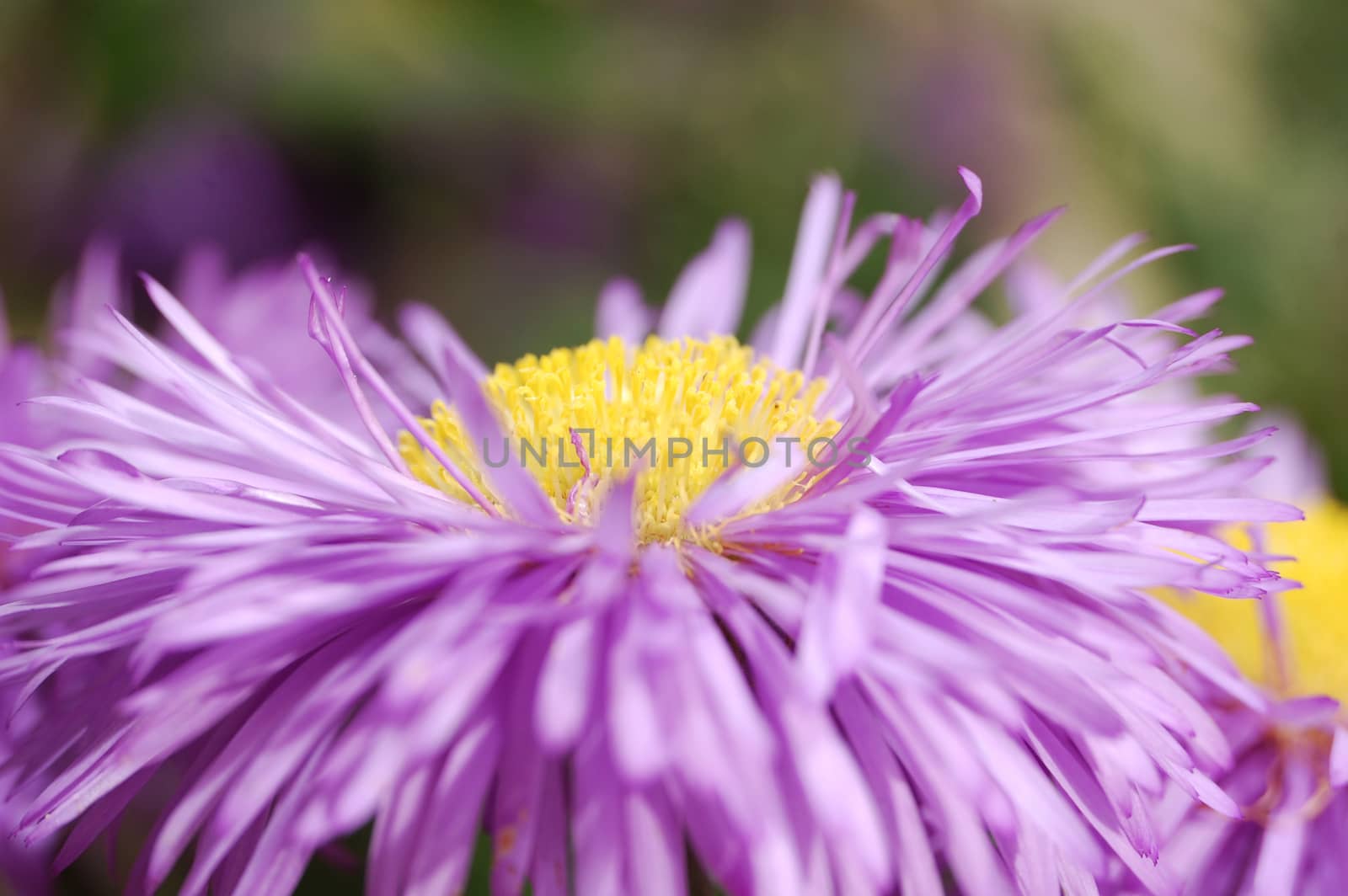 flower macro close up by alex_nako