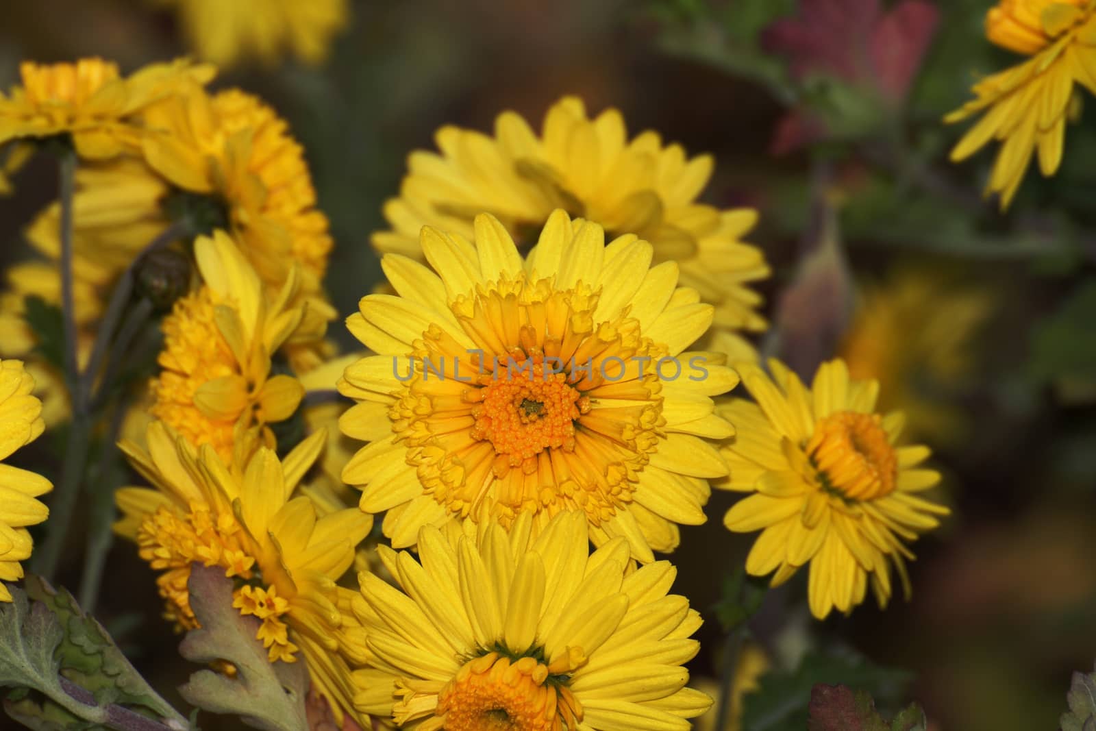 flower macro close up by alex_nako