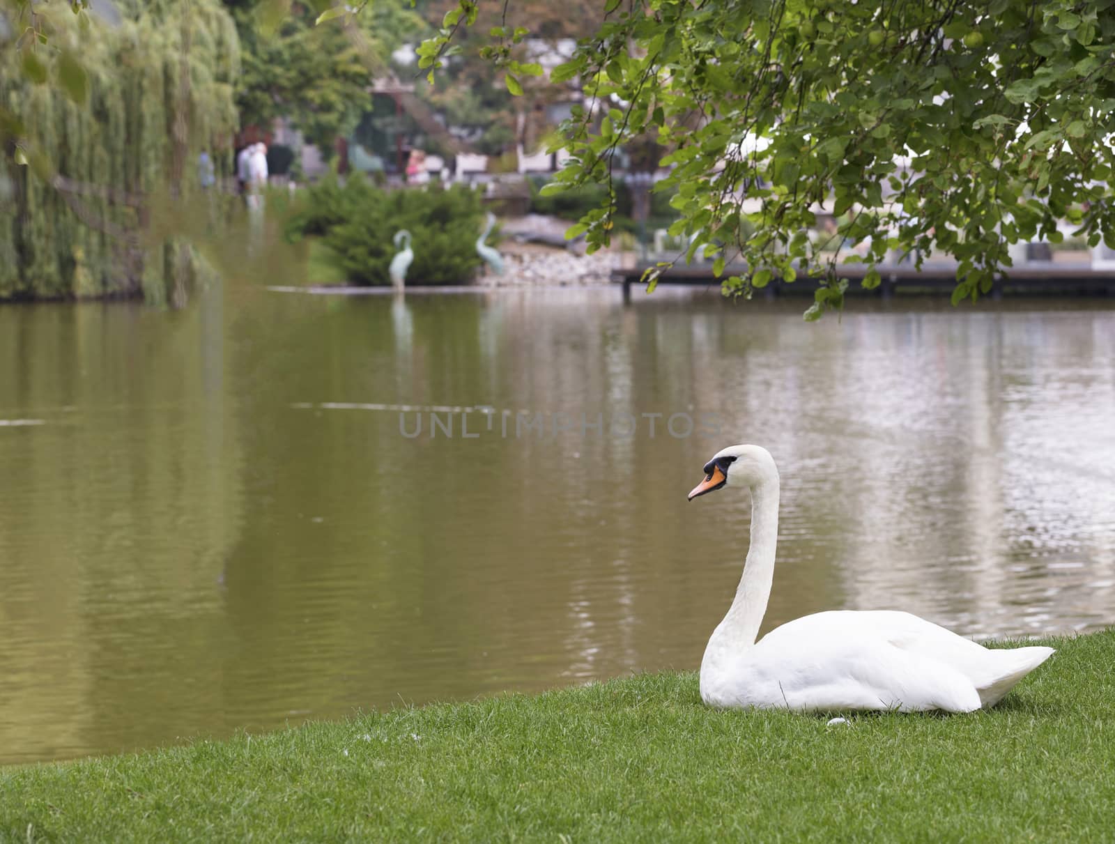 White swan sitting on the green grass near the city pond by Sergii