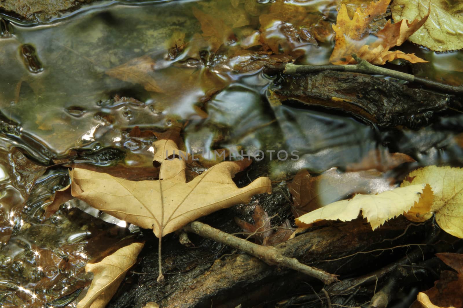autumn leaf in water, close up