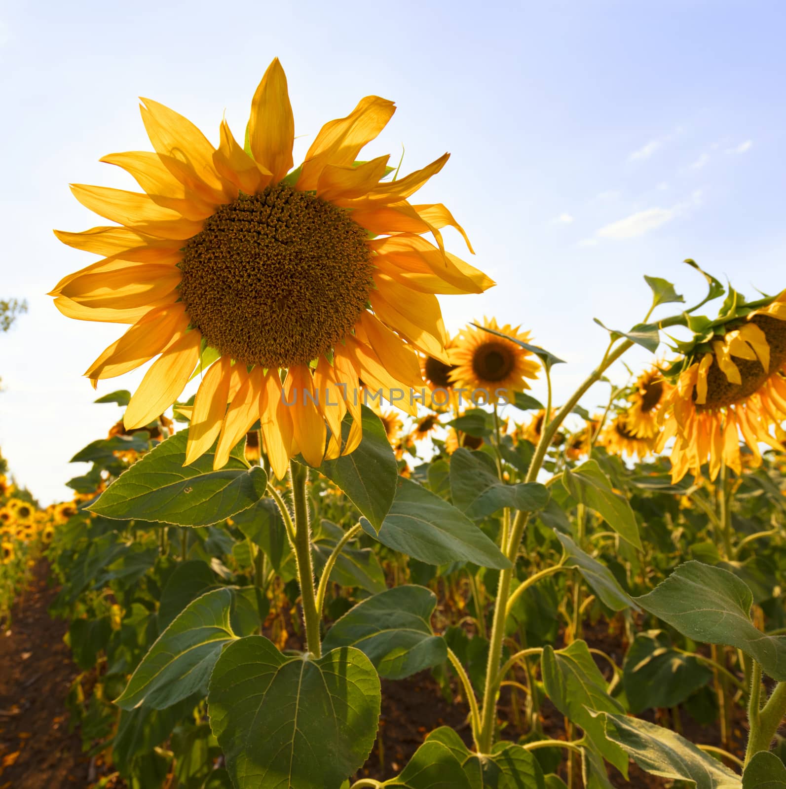 Big flower of a sunflower against the blue sky close-up by Sergii