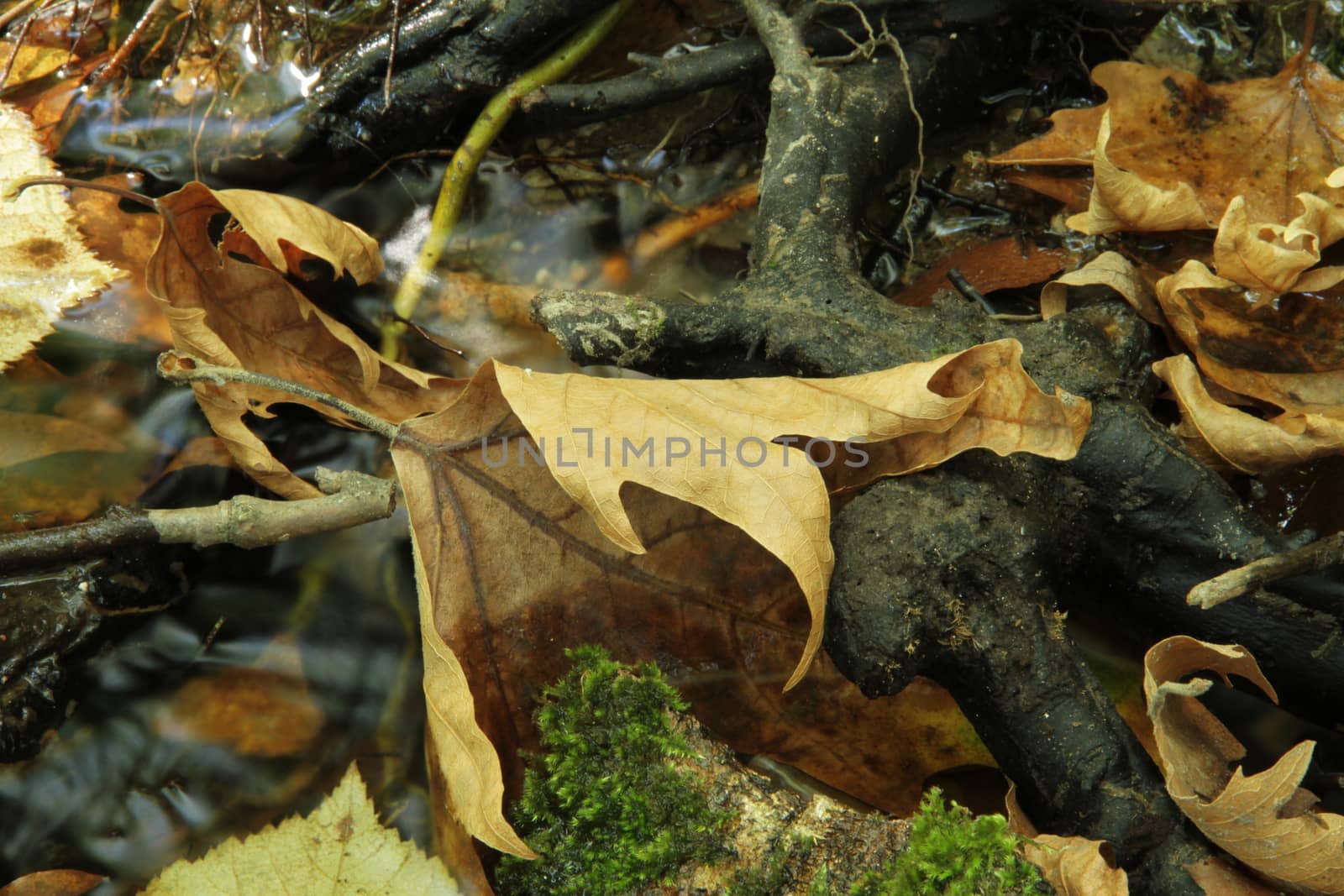 autumn leaf in water by alex_nako