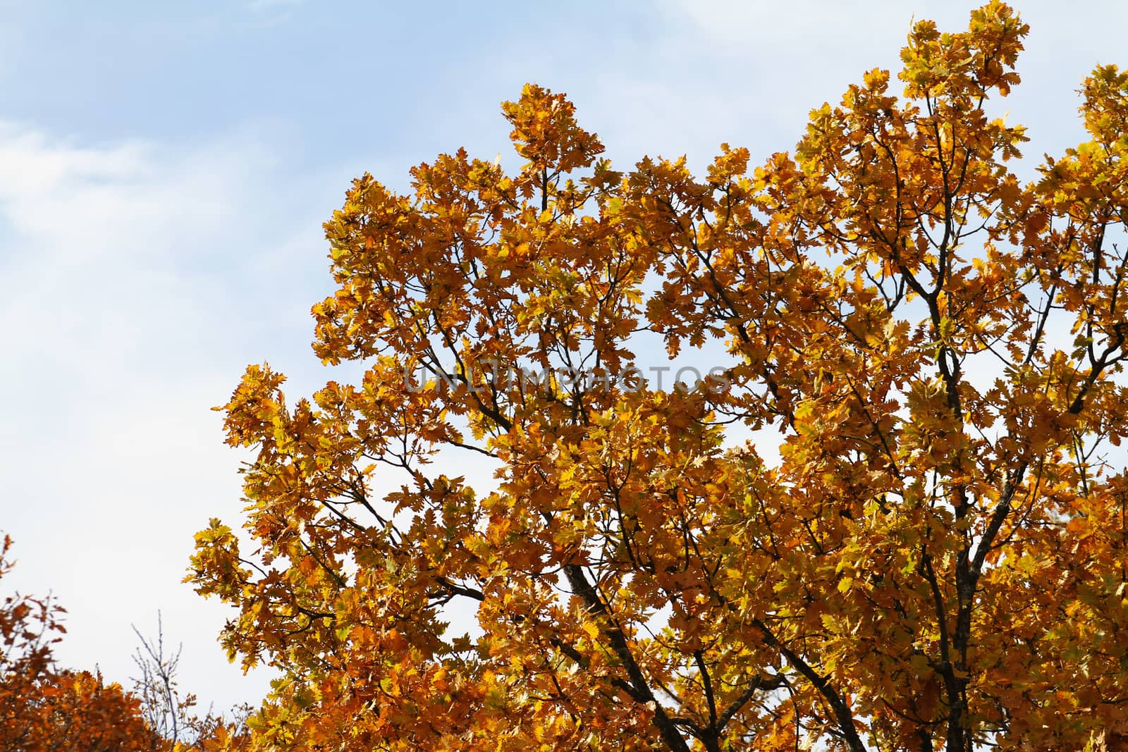 oak leaf tree by alex_nako