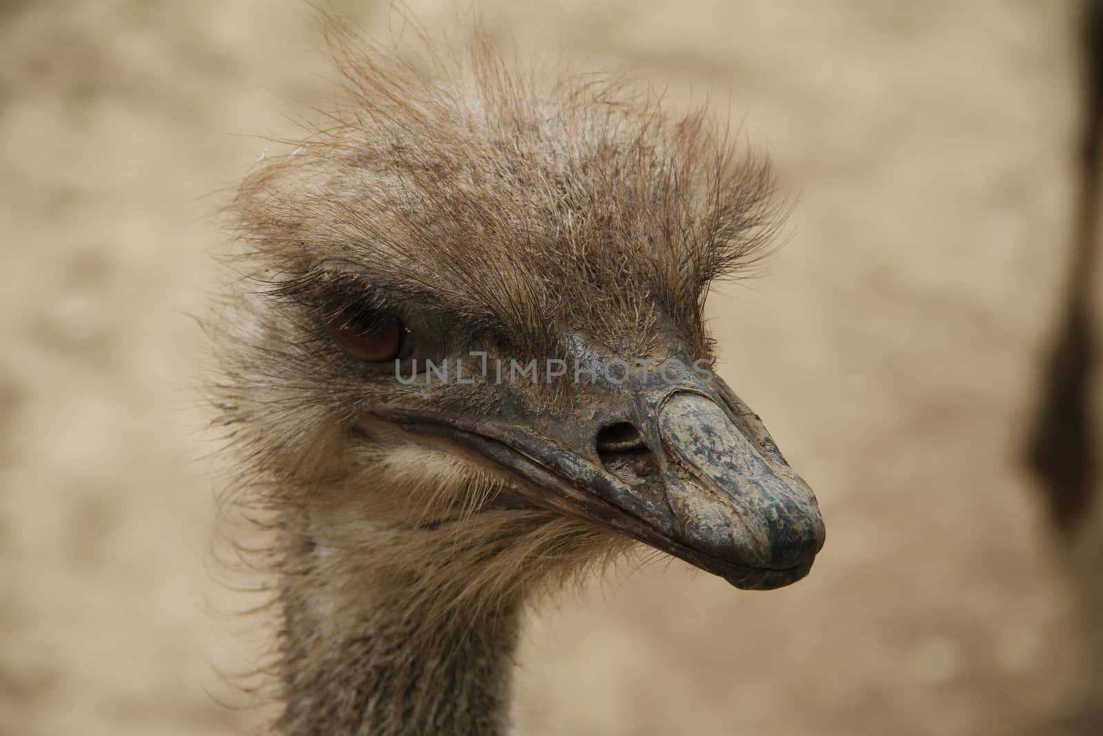 ostrich head close up in zoo