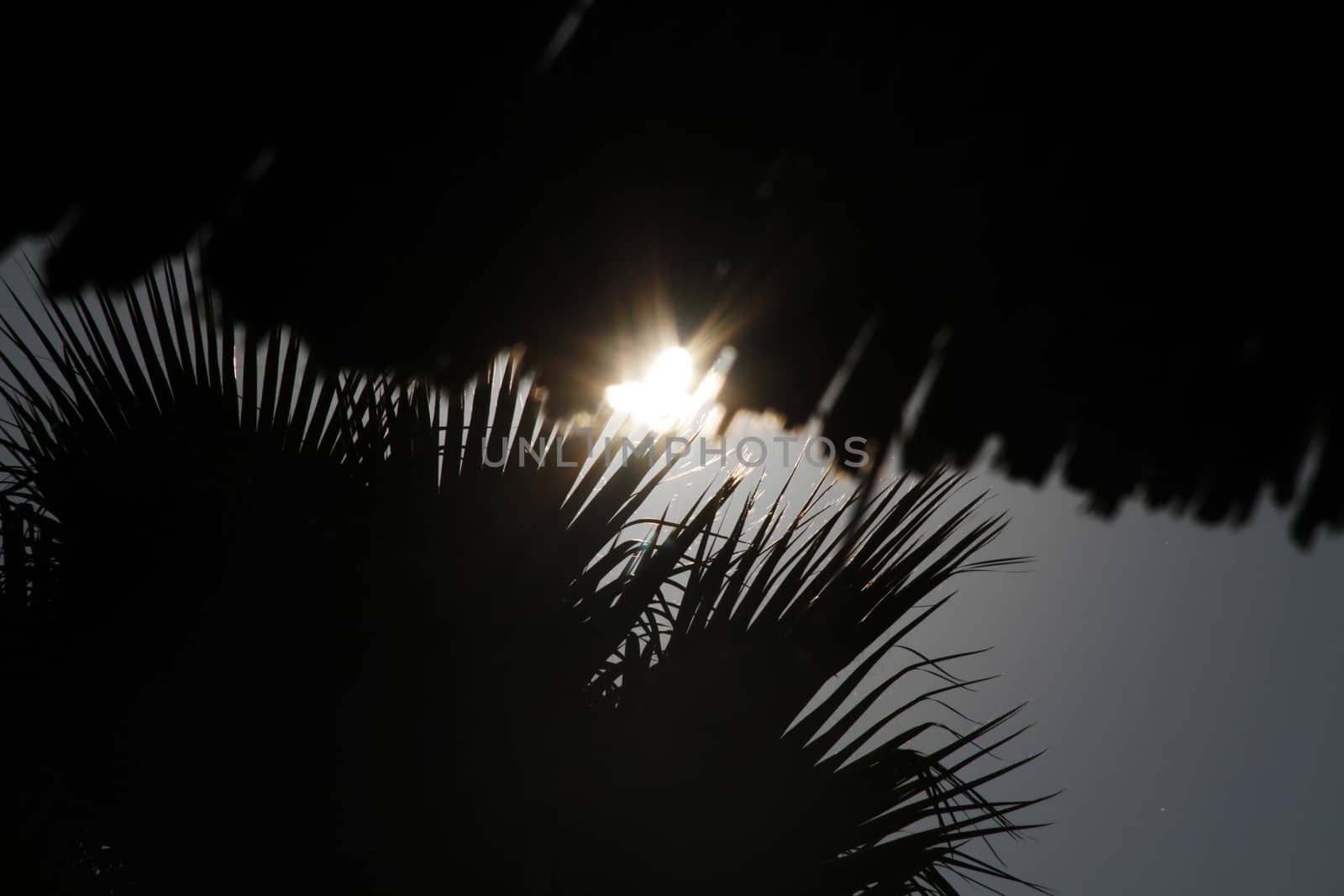 palm tree sun by alex_nako