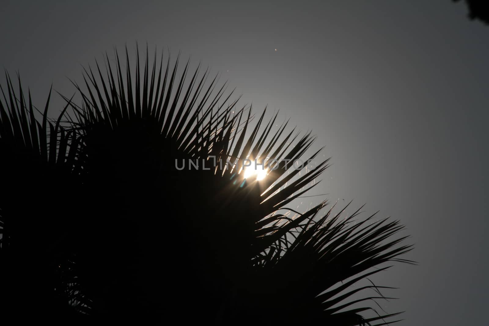 palm tree sun ray light