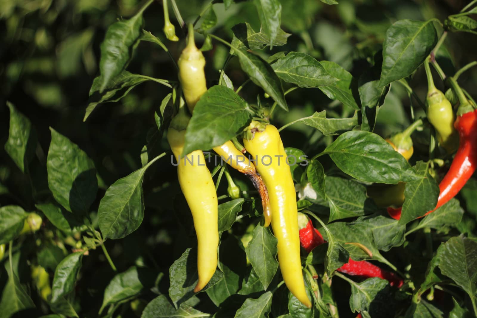 natural pepper in the garden