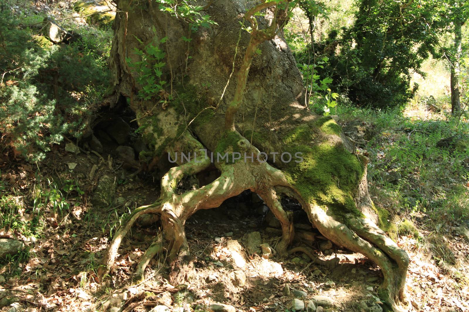 roots of oak tree by alex_nako
