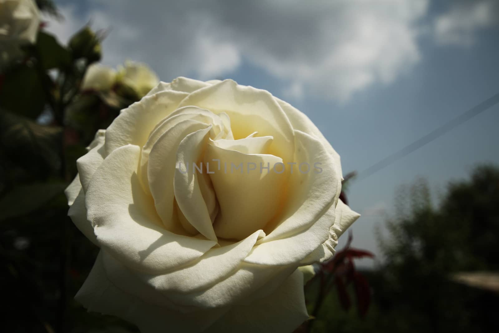 white rose in garden by alex_nako