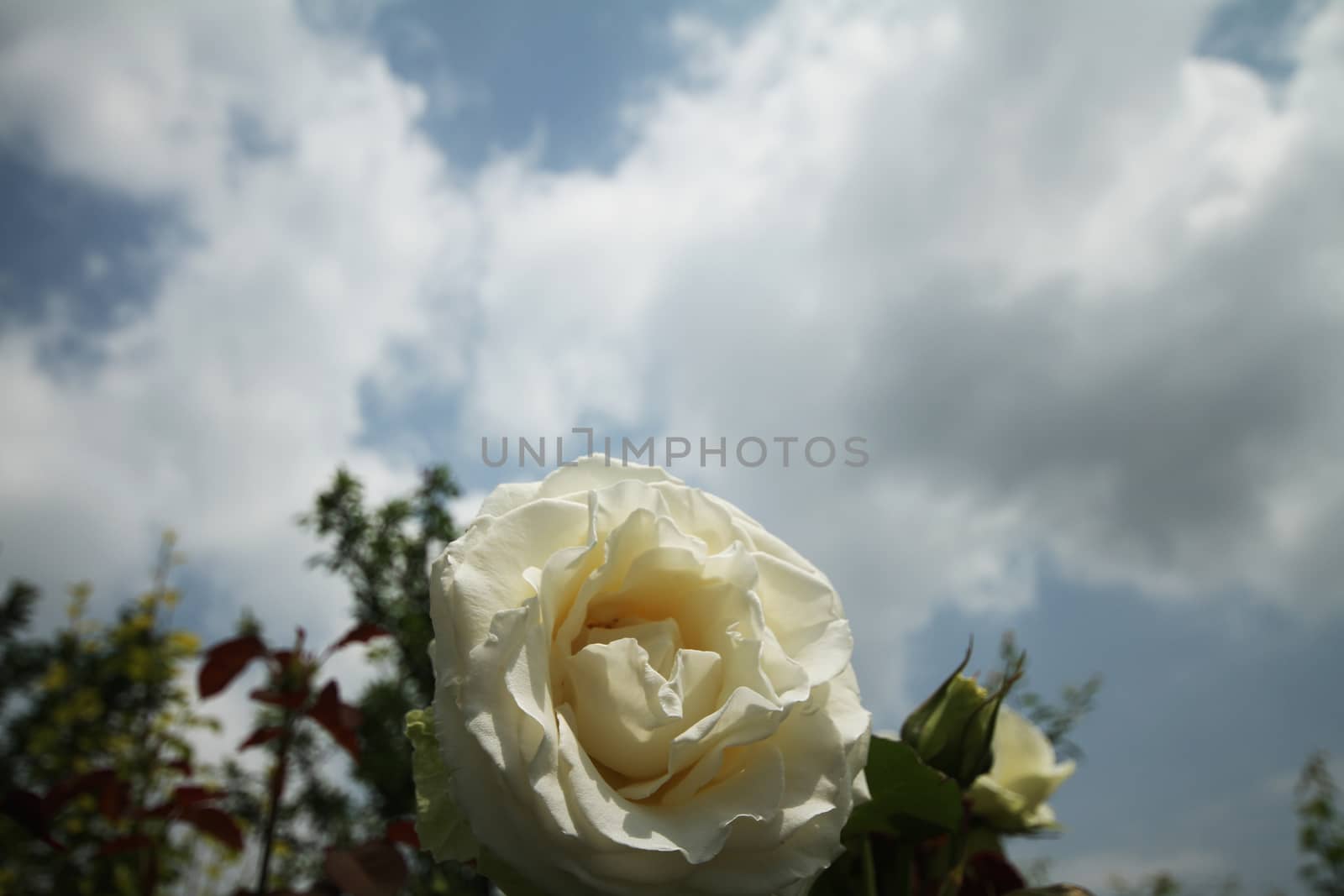 white rose in garden by alex_nako