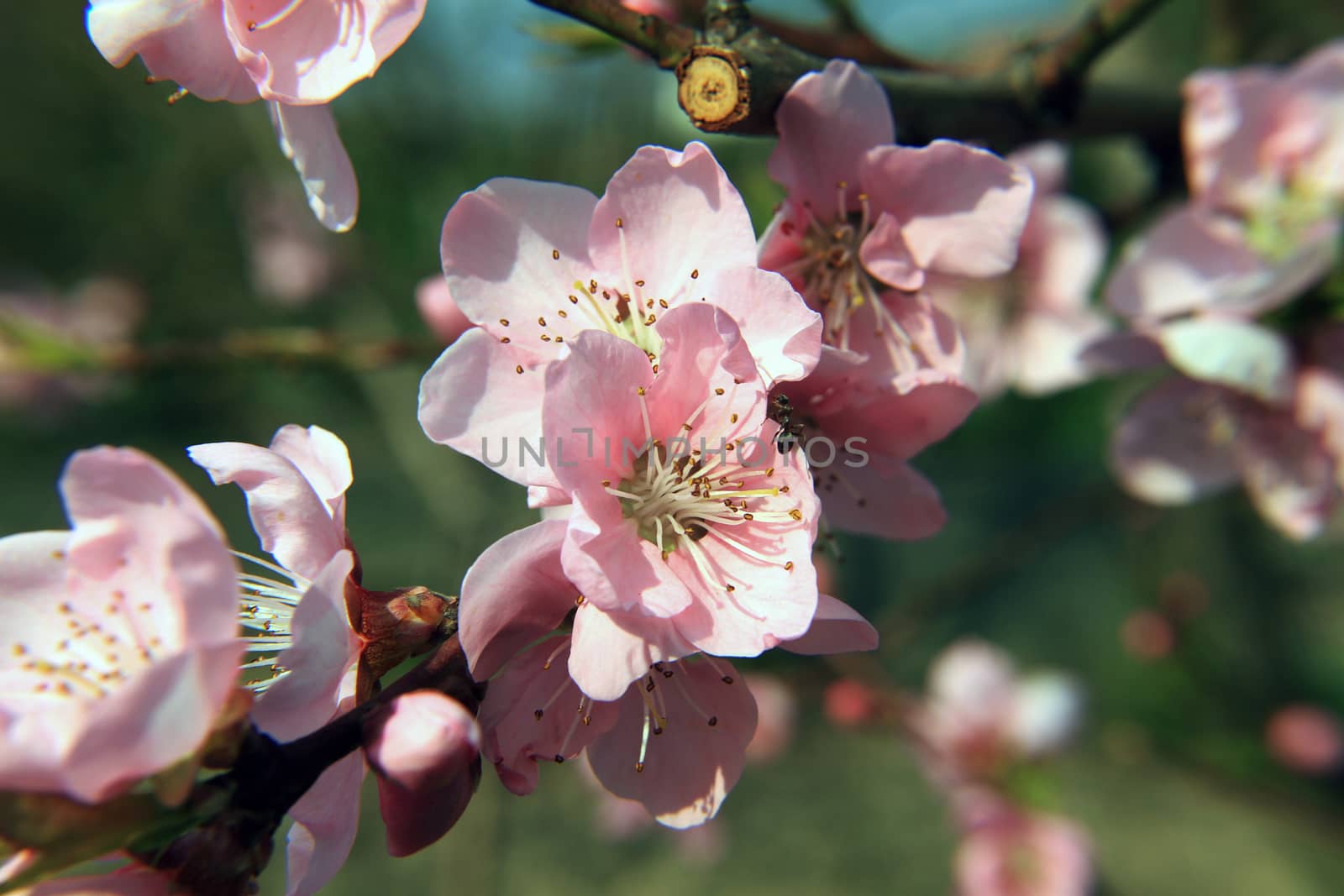 spring flower macro by alex_nako