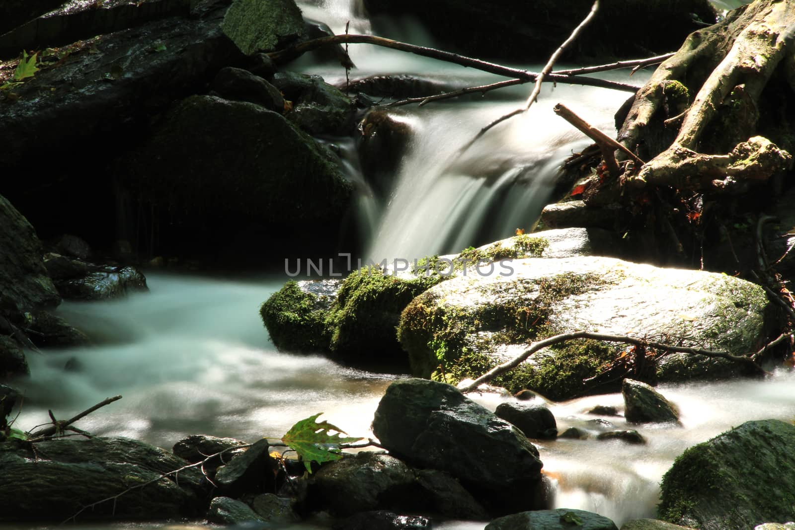 stream in forest by alex_nako