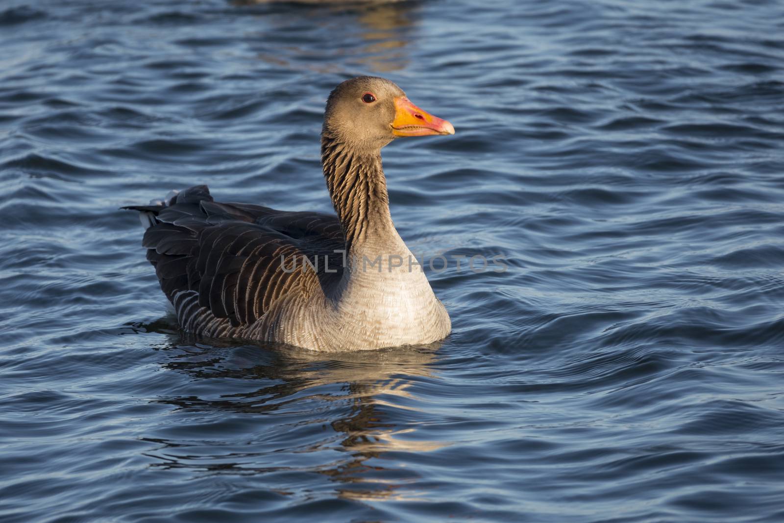 a wild goose or anser anser bird in the haringvliet in holland