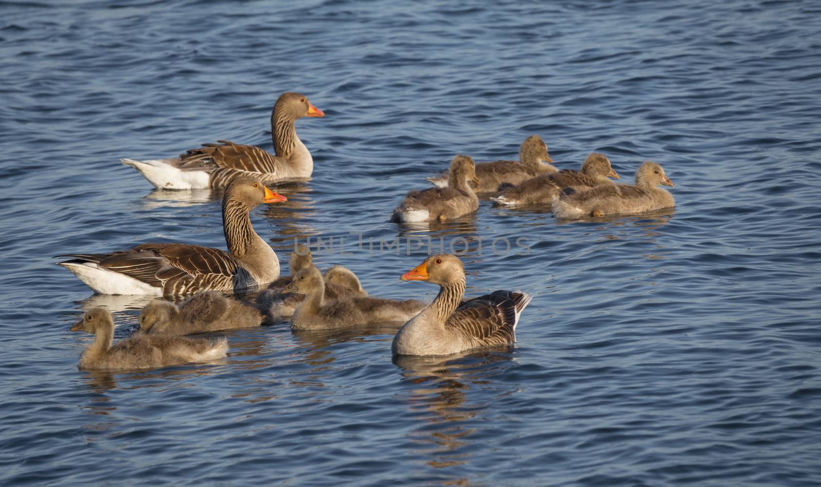 wild goose or anser anser with baby birds in the haringvliet lake in holland nature