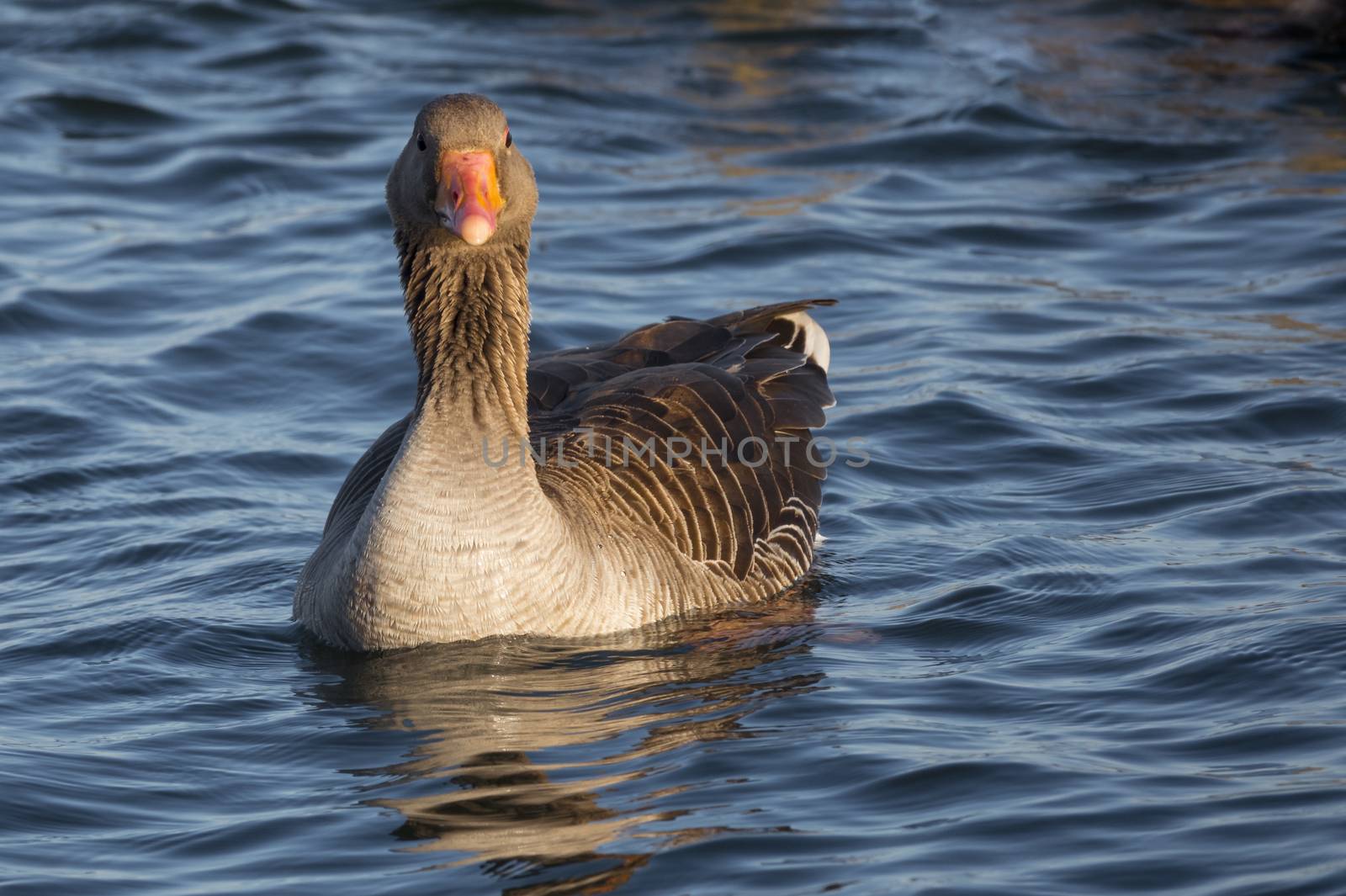 a wild goose or anser anser bird in the haringvliet in holland